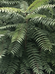 Ailanthus altissima