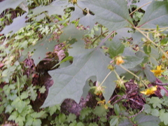 Rumfordia exauriculata