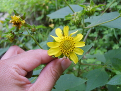 Rumfordia exauriculata