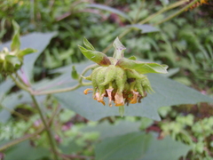 Rumfordia exauriculata