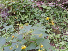 Rumfordia exauriculata