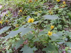 Rumfordia exauriculata