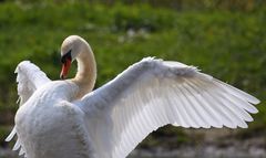 Cygnus olor