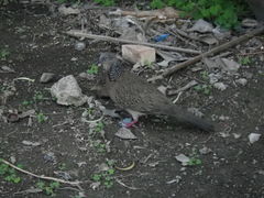 Streptopelia chinensis