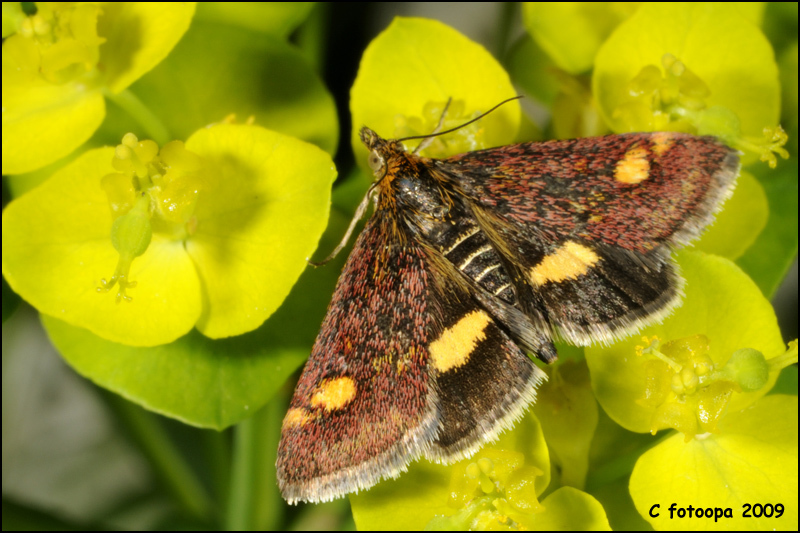 Mint Moths