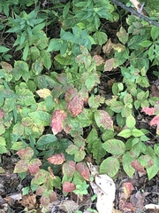 Toxicodendron radicans
