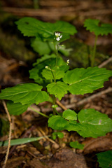 Circaea alpina