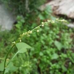 Rumex scutatus