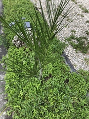 Pseudophoenix sargentii