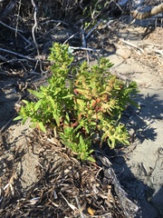 Rumex persicarioides