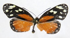 Napeogenes tolosa tolosa