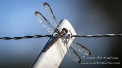 Libellula axilena