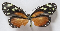 Napeogenes tolosa tolosa