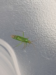 Blepharidopterus angulatus