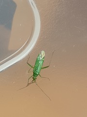 Blepharidopterus angulatus