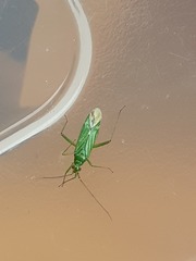 Blepharidopterus angulatus