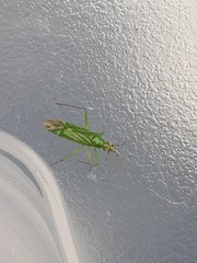 Blepharidopterus angulatus