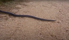 Paraphimophis rusticus