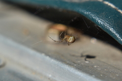 Theridiidae