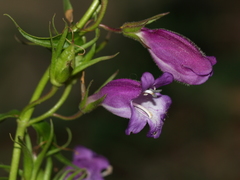 Penstemon leonensis