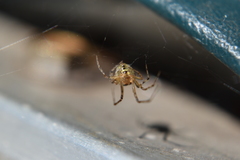 Theridiidae