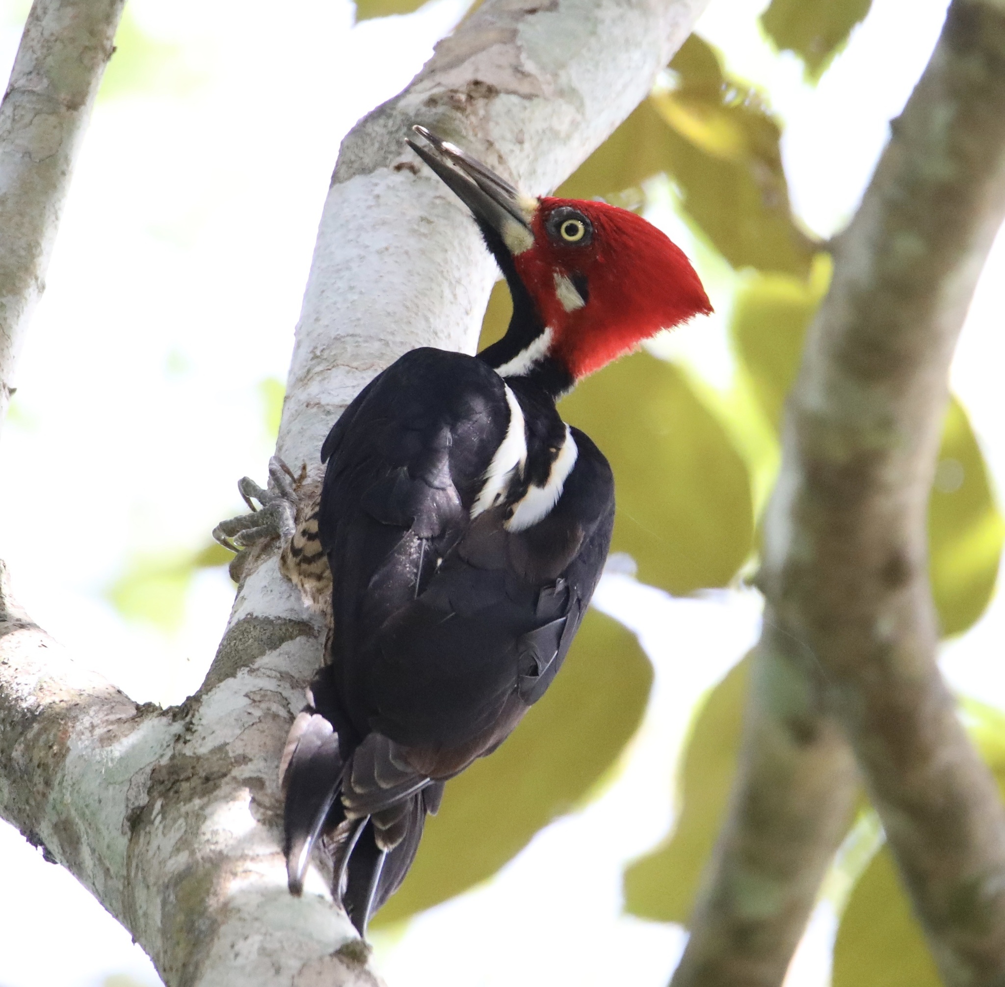 Crimson-crested Woodpecker (Campephilus melanoleucos)