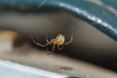 Theridiidae