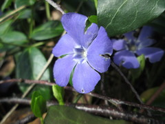 Vinca minor