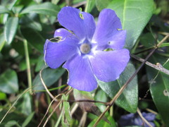 Vinca minor