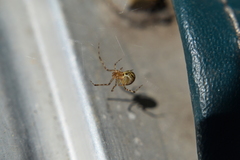 Theridiidae