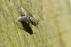 Sarcophagidae