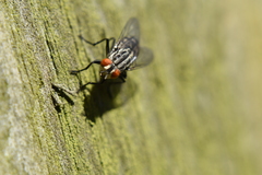 Sarcophagidae