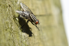 Sarcophagidae