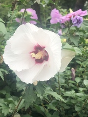 Hibiscus syriacus