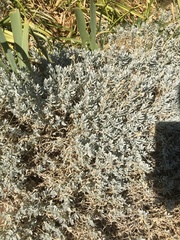 Krascheninnikovia lanata