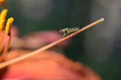 Toxomerus geminatus