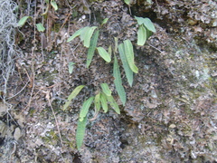 Pleopeltis polylepis