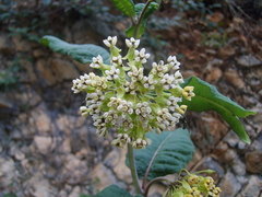 Asclepias similis
