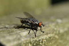 Sarcophagidae