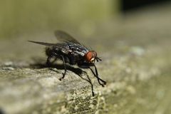Sarcophagidae