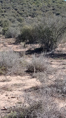Suricata suricatta