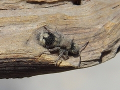 Ronisia