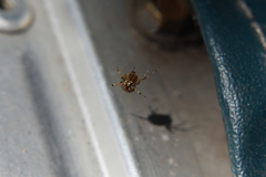 Theridiidae