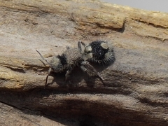 Ronisia
