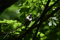 Passer domesticus