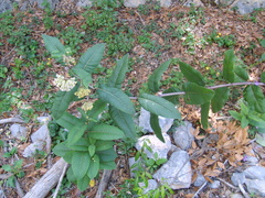 Asclepias similis