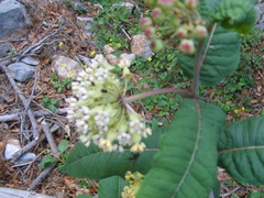 Asclepias similis