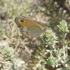 Coenonympha dorus