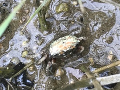 Tubuca acuta