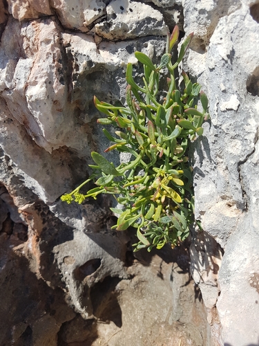 Motar (Crithmum maritimum)